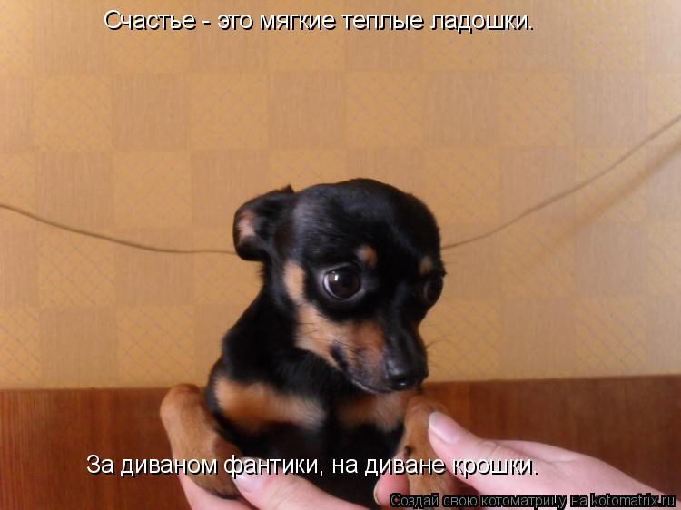 Счастье - это мягкие теплые ладошки. За диваном фантики, на диване крошки.... Котоматрица: Счастье - это мягкие теплые ладошки. За диваном фантики, на диване крошки.