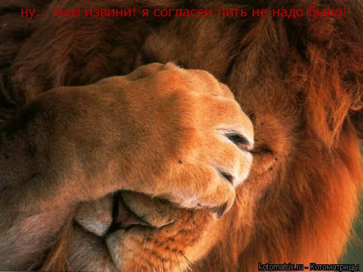 ну... мам извини! я согласен пить не надо было!... Котоматрица: ну... мам извини! я согласен пить не надо было!
