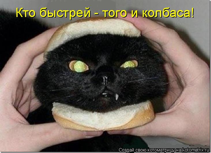 Кто быстрей - того и колбаса!... Котоматрица: Кто быстрей - того и колбаса!