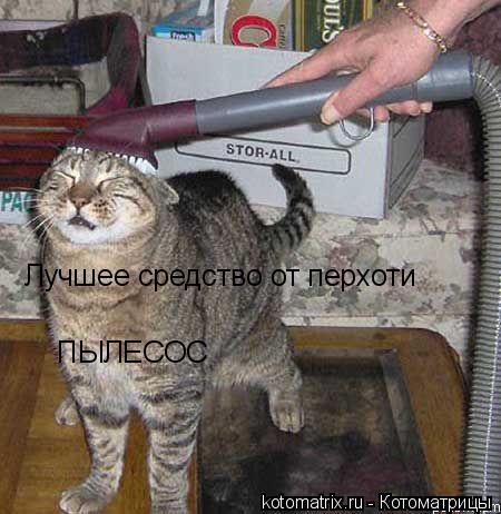 Лучшее средство от перхоти ПЫЛЕСОС... Котоматрица: Лучшее средство от перхоти ПЫЛЕСОС