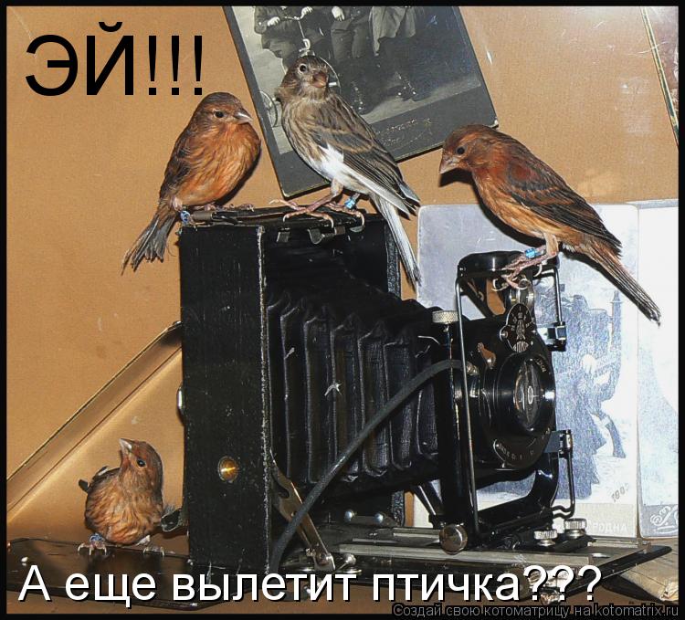 ЭЙ!!! А еще вылетит птичка???... Котоматрица: ЭЙ!!! А еще вылетит птичка???