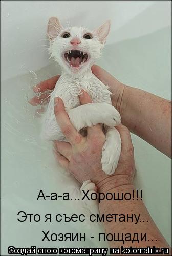 А-а-а...Хорошо!!! Это я съес сметану... Хозяин - пощади...... Котоматрица: А-а-а...Хорошо!!! Это я съес сметану... Хозяин - пощади...
