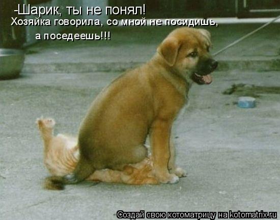 -Шарик, ты не понял! Хозяйка говорила, со мной не посидишь, а поседеешь!!!... Котоматрица: -Шарик, ты не понял! Хозяйка говорила, со мной не посидишь, а поседеешь!!!