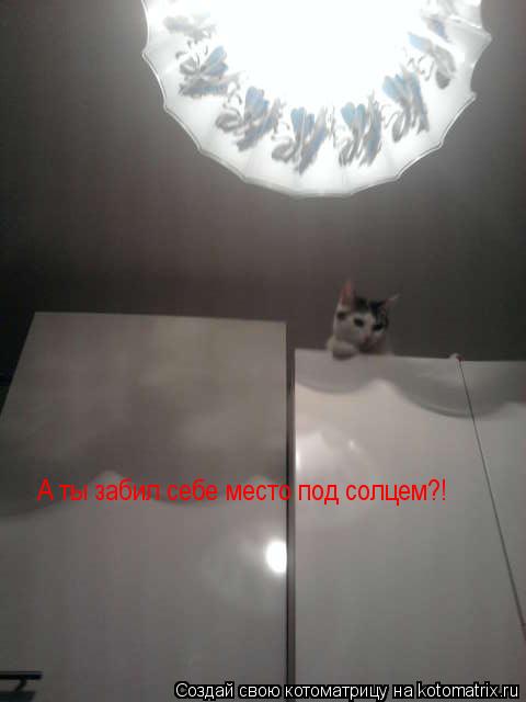 А ты забил себе место под солцем?!... Котоматрица: А ты забил себе место под солцем?!