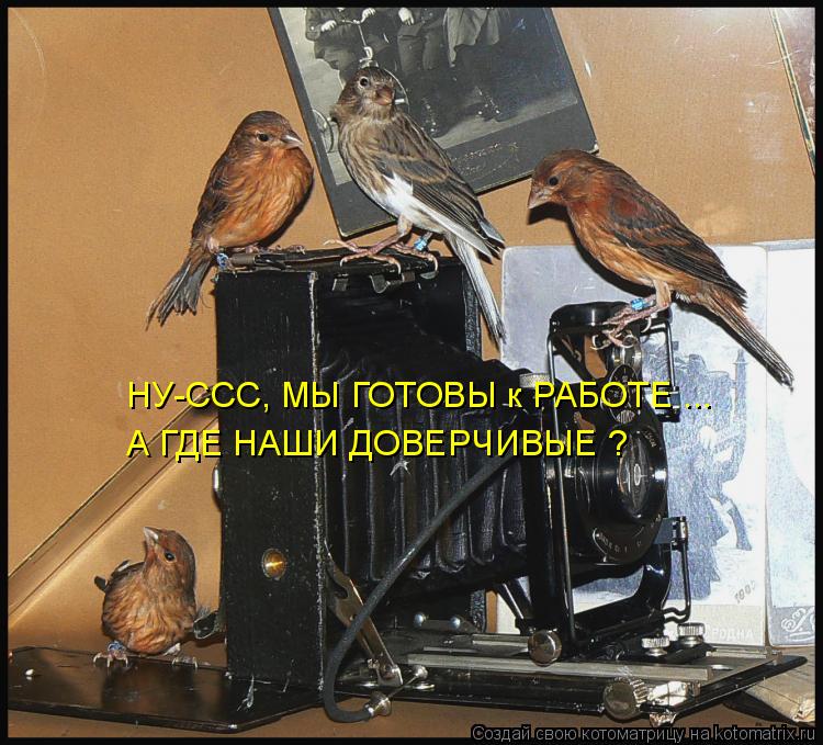 А ГДЕ НАШИ ДОВЕРЧИВЫЕ ? НУ-ССС, МЫ ГОТОВЫ к РАБОТЕ ...... Котоматрица: А ГДЕ НАШИ ДОВЕРЧИВЫЕ ? НУ-ССС, МЫ ГОТОВЫ к РАБОТЕ ...