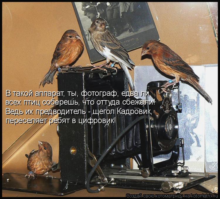 В такой аппарат, ты, фотограф, едва ли всех птиц соберешь, что оттуда сбежали! Ведь их предводитель ... Котоматрица: В такой аппарат, ты, фотограф, едва ли всех птиц соберешь, что оттуда сбежали! Ведь их предводитель - щегол Кадровик, переселяет ребят в цифр