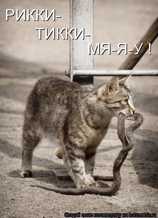 РИККИ- ТИККИ- МЯ-Я-У !... Котоматрица: РИККИ- ТИККИ- МЯ-Я-У !