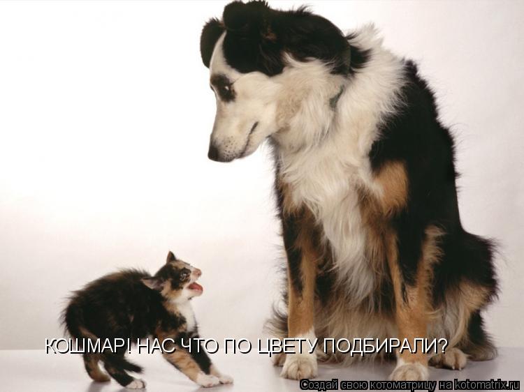 КОШМАР! НАС ЧТО ПО ЦВЕТУ ПОДБИРАЛИ?... Котоматрица: КОШМАР! НАС ЧТО ПО ЦВЕТУ ПОДБИРАЛИ?