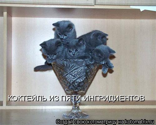 КОКТЕЙЛЬ ИЗ ПЯТИ ИНГРИДИЕНТОВ... Котоматрица: КОКТЕЙЛЬ ИЗ ПЯТИ ИНГРИДИЕНТОВ