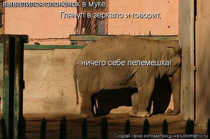 вывалился слонёнок в муке. вывалился слонёнок в муке. вывалился слонёнок в муке. Глянул в зеркало... Котоматрица: вывалился слонёнок в муке. вывалился слонёнок в муке. вывалился слонёнок в муке. Глянул в зеркало и говорит, - ничего себе пелемешка!