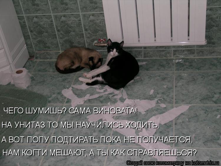 ЧЕГО ШУМИШЬ? САМА ВИНОВАТА! НА УНИТАЗ ТО МЫ НАУЧИЛИСЬ ХОДИТЬ, А ВОТ ПОПУ ПОДТИРАТЬ ПОКА НЕ ПОЛУЧАЕТСЯ... Котоматрица: ЧЕГО ШУМИШЬ? САМА ВИНОВАТА! НА УНИТАЗ ТО МЫ НАУЧИЛИСЬ ХОДИТЬ, А ВОТ ПОПУ ПОДТИРАТЬ ПОКА НЕ ПОЛУЧАЕТСЯ, НАМ КОГТИ МЕШАЮТ, А ТЫ КАК СПРАВЛЯЕШЬС