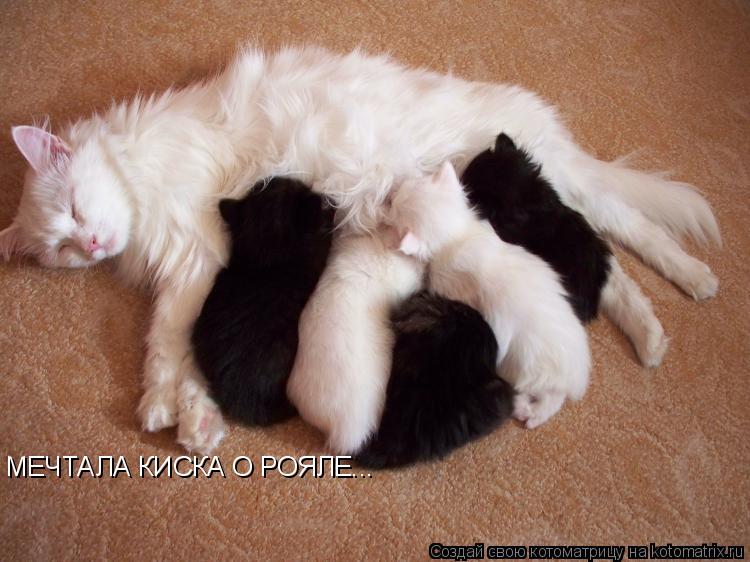 МЕЧТАЛА КИСКА О РОЯЛЕ...... Котоматрица: МЕЧТАЛА КИСКА О РОЯЛЕ...