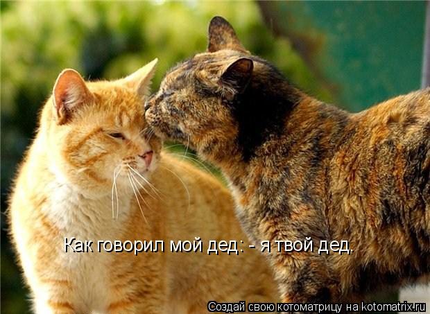 Как говорил мой дед: - я твой дед.... Котоматрица: Как говорил мой дед: - я твой дед.