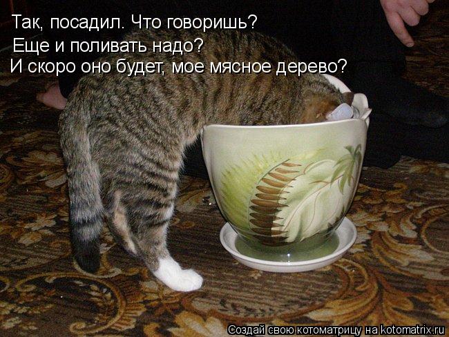 Так, посадил. Что говоришь? Еще и поливать надо? И скоро оно будет, мое мясное дерево?... Котоматрица: Так, посадил. Что говоришь? Еще и поливать надо? И скоро оно будет, мое мясное дерево?