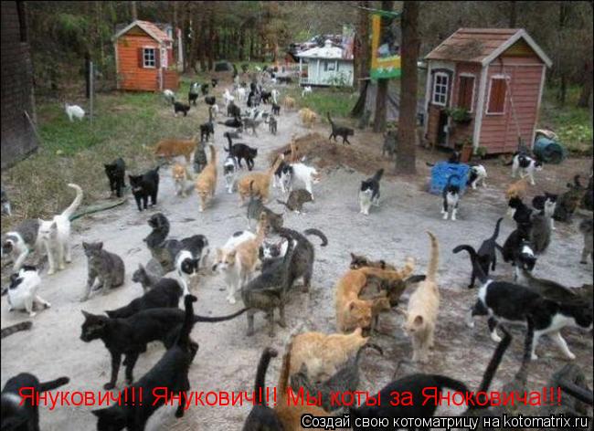 Янукович!!! Янукович!!! Мы коты за Яноковича!!!... Котоматрица: Янукович!!! Янукович!!! Мы коты за Яноковича!!!