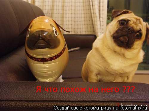 Я что похож на него ???... Котоматрица: Я что похож на него ???