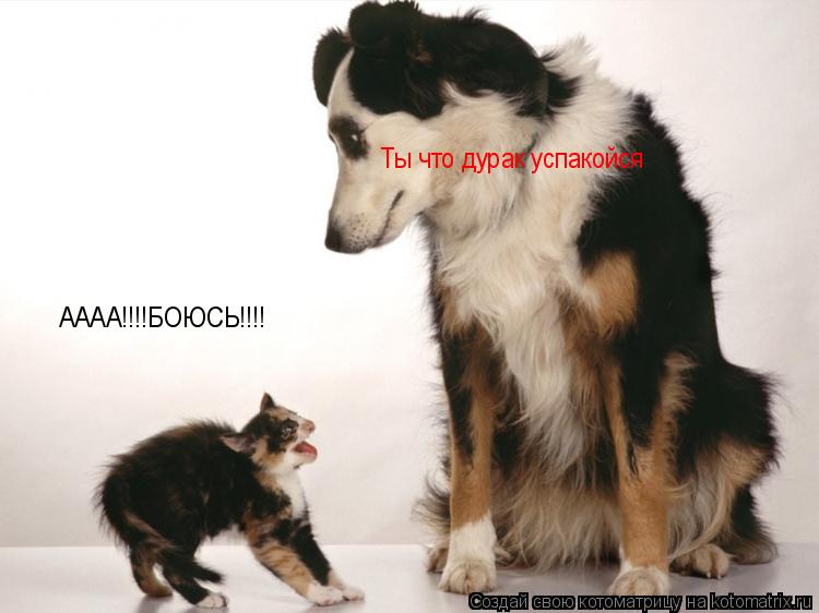 АААА!!!!БОЮСЬ!!!! Ты что дурак успакойся... Котоматрица: АААА!!!!БОЮСЬ!!!! Ты что дурак успакойся