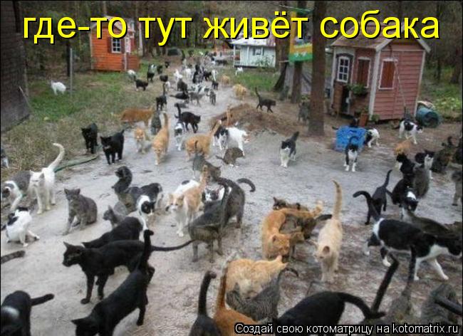 где-то тут живёт собака... Котоматрица: где-то тут живёт собака