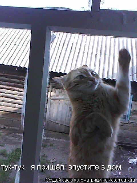 тук-тук, я пришёл, впустите в дом.... Котоматрица: тук-тук, я пришёл, впустите в дом.