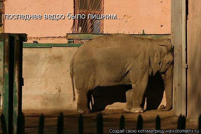 последнее ведро было лишним...... Котоматрица: последнее ведро было лишним...