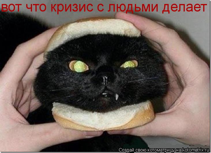 вот что кризис с людьми делает... Котоматрица: вот что кризис с людьми делает