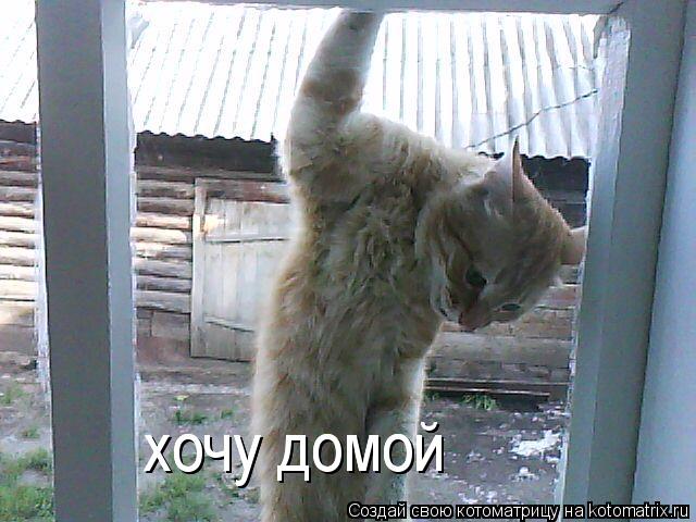 хочу домой хочу домой... Котоматрица: хочу домой хочу домой