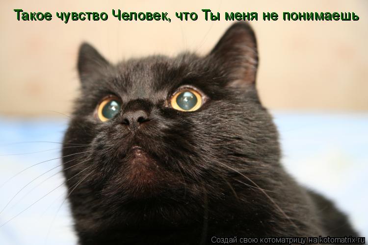 Такое чувство Человек, что Ты меня не понимаешь... Котоматрица: Такое чувство Человек, что Ты меня не понимаешь