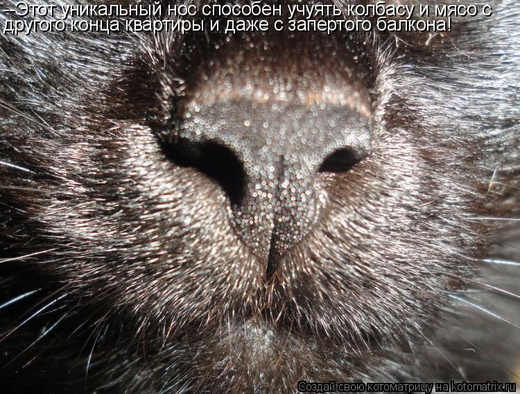 --Этот уникальный нос способен учуять колбасу и мясо с другого конца квартиры и даже с запертого балк... Котоматрица: --Этот уникальный нос способен учуять колбасу и мясо с другого конца квартиры и даже с запертого балкона!