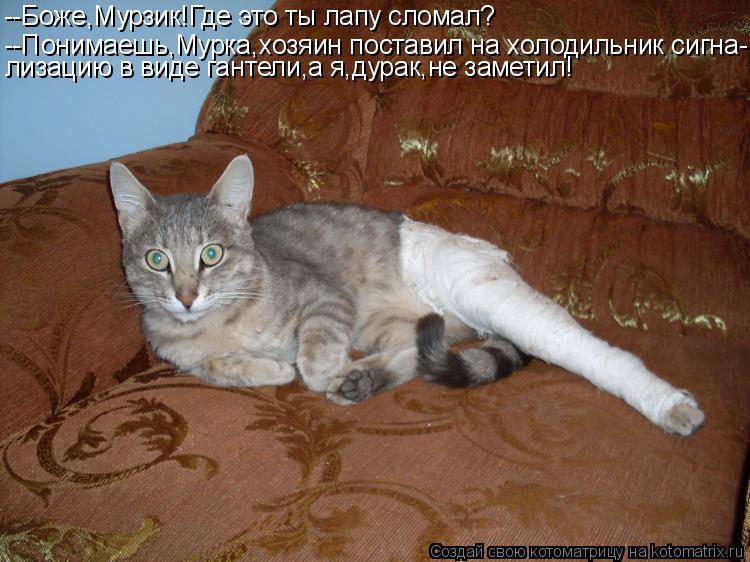 --Боже,Мурзик!Где это ты лапу сломал? --Понимаешь,Мурка,хозяин поставил на холодильник сигна- лизацию... Котоматрица: --Боже,Мурзик!Где это ты лапу сломал? --Понимаешь,Мурка,хозяин поставил на холодильник сигна- лизацию в виде гантели,а я,дурак,не заметил!