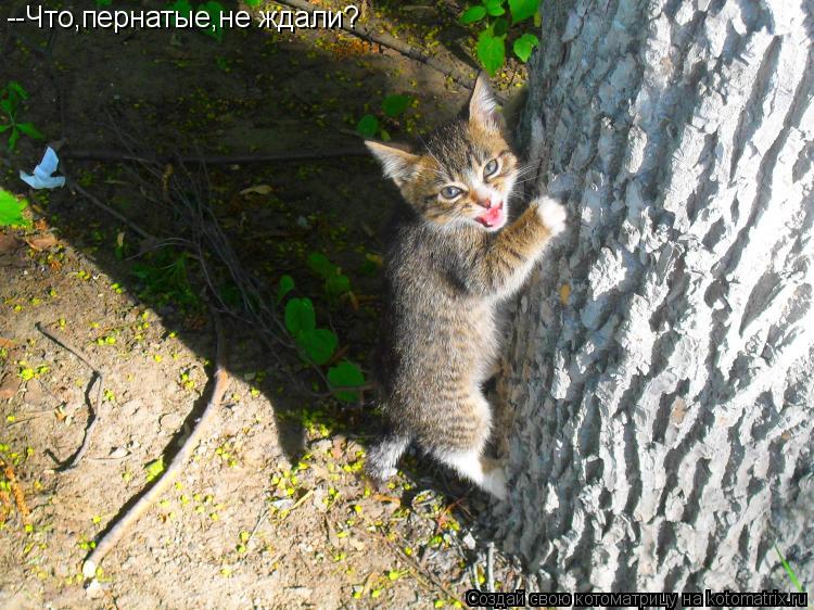 --Что,пернатые,не ждали?... Котоматрица: --Что,пернатые,не ждали?