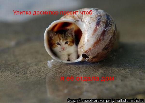 я её отдала дом Улитка досихпор просит чтоб... Котоматрица: я её отдала дом Улитка досихпор просит чтоб