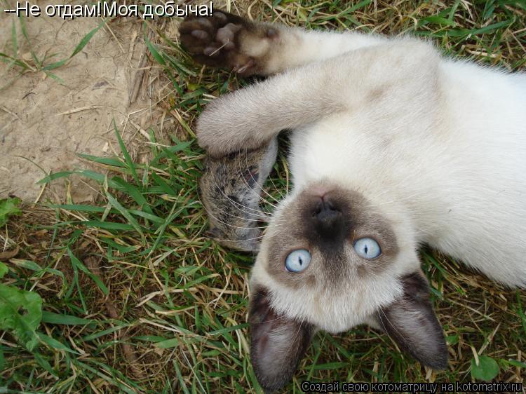 --Не отдам!Моя добыча!... Котоматрица: --Не отдам!Моя добыча!