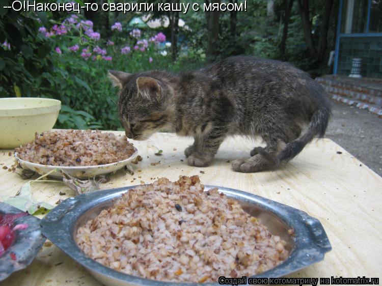 --О!Наконец-то сварили кашу с мясом!... Котоматрица: --О!Наконец-то сварили кашу с мясом!
