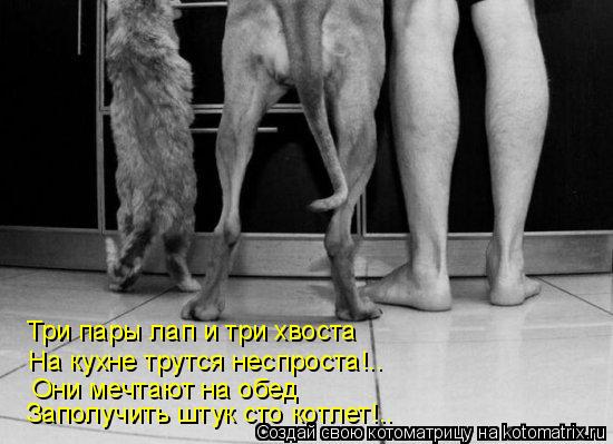 Три пары лап и три хвоста На кухне трутся неспроста!.. Они мечтают на обед Заполучить штук сто котлет... Котоматрица: Три пары лап и три хвоста На кухне трутся неспроста!.. Они мечтают на обед Заполучить штук сто котлет!..