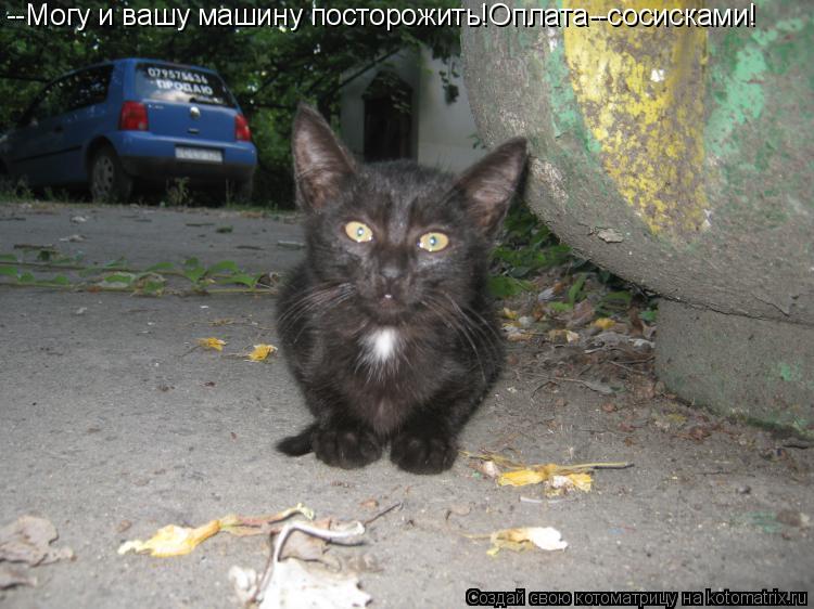 --Могу и вашу машину посторожить!Оплата--сосисками!... Котоматрица: --Могу и вашу машину посторожить!Оплата--сосисками!