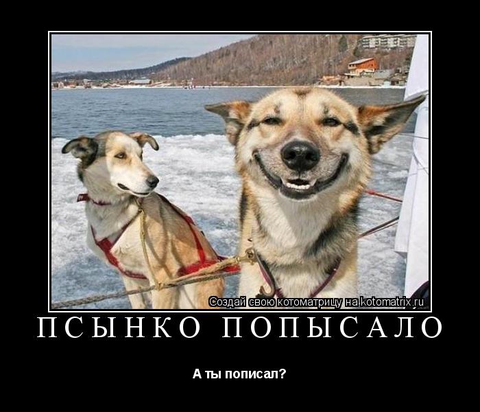 Псынко попысало А ты пописал?... Котоматрица: Псынко попысало А ты пописал?