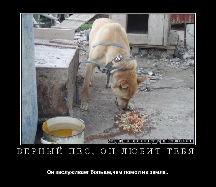 Верный пес, он любит тебя. Он заслуживает больше,чем помои на земле..... Котоматрица: Верный пес, он любит тебя. Он заслуживает больше,чем помои на земле..