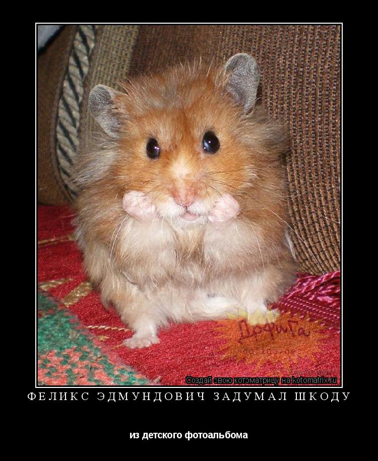 феликс эдмундович задумал шкоду из детского фотоальбома... Котоматрица: феликс эдмундович задумал шкоду из детского фотоальбома