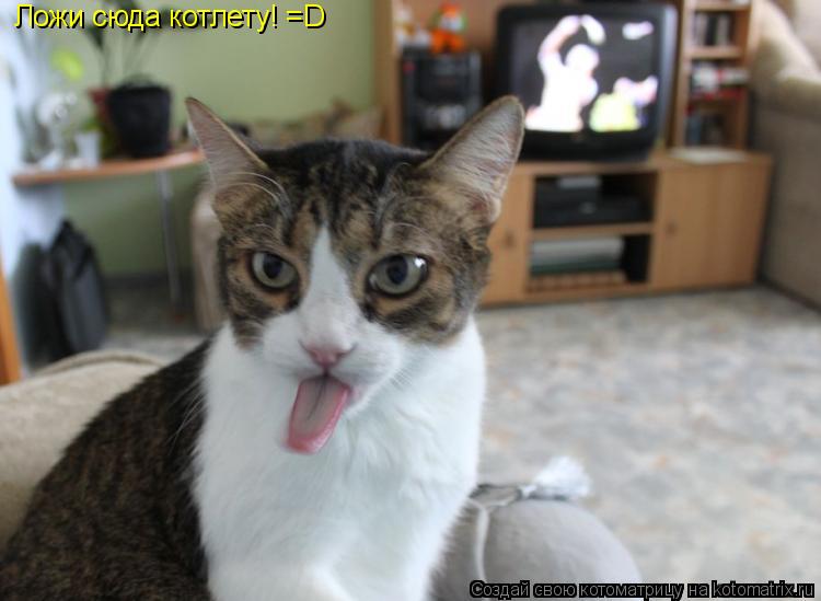 Ложи сюда котлету! =D... Котоматрица: Ложи сюда котлету! =D
