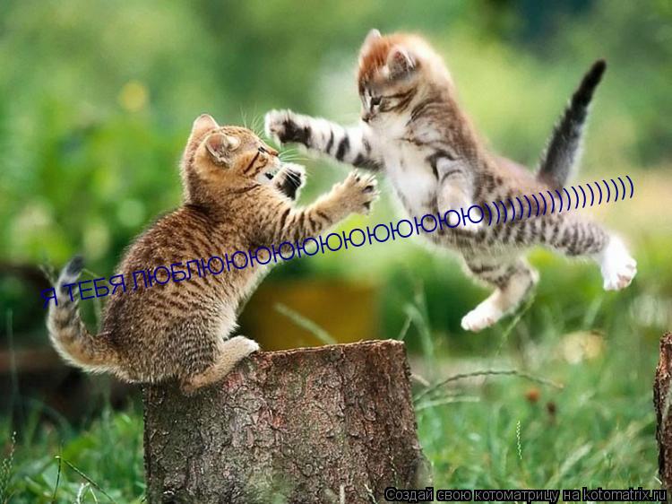 Я ТЕБЯ ЛЮБЛЮЮЮЮЮЮЮЮЮЮЮЮ)))))))))))))))))))... Котоматрица: Я ТЕБЯ ЛЮБЛЮЮЮЮЮЮЮЮЮЮЮЮ)))))))))))))))))))