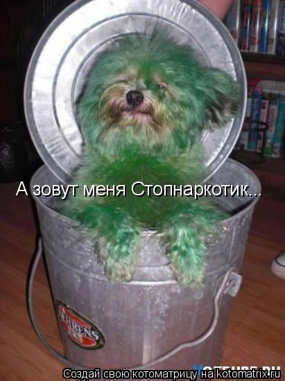 А зовут меня Стопнаркотик...... Котоматрица: А зовут меня Стопнаркотик...