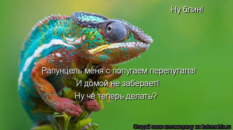 Ну блин! Рапунцель меня с попугаем перепутала! И домой не заберает! Ну чё теперь делать?... Котоматрица: Ну блин! Рапунцель меня с попугаем перепутала! И домой не заберает! Ну чё теперь делать?