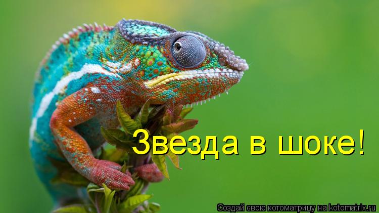 Звезда в шоке!... Котоматрица: Звезда в шоке!