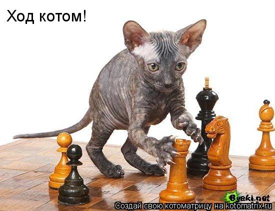 Ход котом!... Котоматрица: Ход котом!