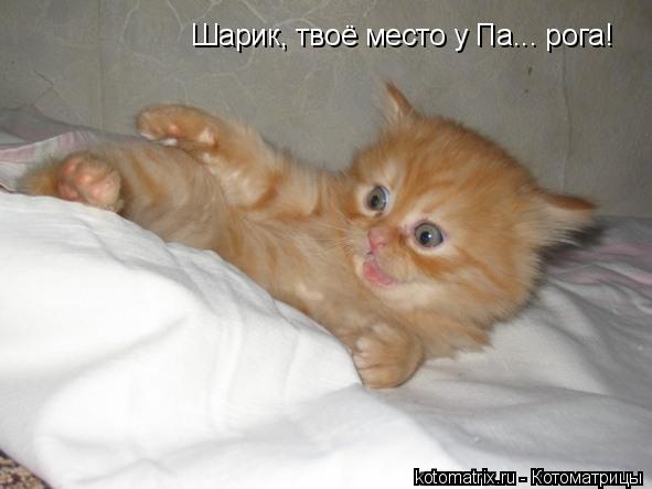 Котоматрица: Шарик, твоё место у Па... рога!