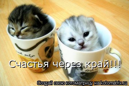Счастья через край!!!... Котоматрица: Счастья через край!!!