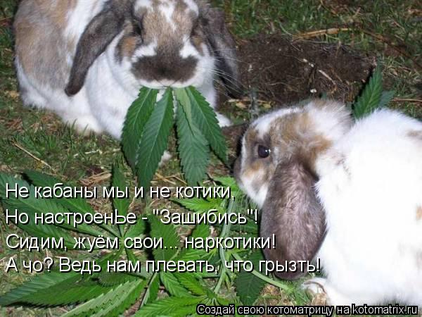 Не кабаны мы и не котики, Но настроенЬе - "Зашибись"! Сидим, жуём свои... наркотики! А чо? Ведь на... Котоматрица: Не кабаны мы и не котики, Но настроенЬе - "Зашибись"! Сидим, жуём свои... наркотики! А чо? Ведь нам плевать, что грызть!