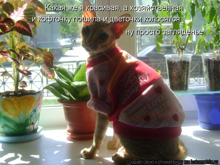 Какая же я красивая, а хозяйственная и кофточку пошила и цветочки колосятся ну просто загляденье... Котоматрица: Какая же я красивая, а хозяйственная и кофточку пошила и цветочки колосятся ну просто загляденье