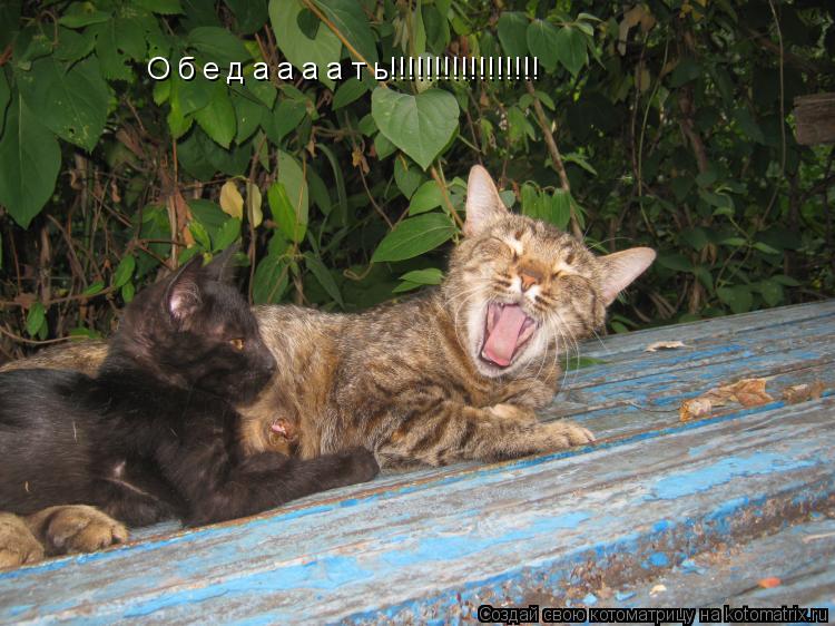 О б е д а а а а т ь!!!!!!!!!!!!!!!!!... Котоматрица: О б е д а а а а т ь!!!!!!!!!!!!!!!!!