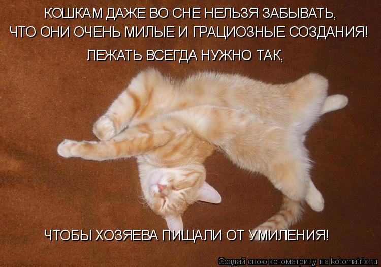 КОШКАМ ДАЖЕ ВО СНЕ НЕЛЬЗЯ ЗАБЫВАТЬ, ЧТО ОНИ ОЧЕНЬ МИЛЫЕ И ГРАЦИОЗНЫЕ СОЗДАНИЯ! ЛЕЖАТЬ ВСЕГДА НУЖНО ТА... Котоматрица: КОШКАМ ДАЖЕ ВО СНЕ НЕЛЬЗЯ ЗАБЫВАТЬ, ЧТО ОНИ ОЧЕНЬ МИЛЫЕ И ГРАЦИОЗНЫЕ СОЗДАНИЯ! ЛЕЖАТЬ ВСЕГДА НУЖНО ТАК, ЧТОБЫ ХОЗЯЕВА ПИЩАЛИ ОТ УМИЛЕНИЯ!